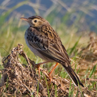 Richard's Pipit